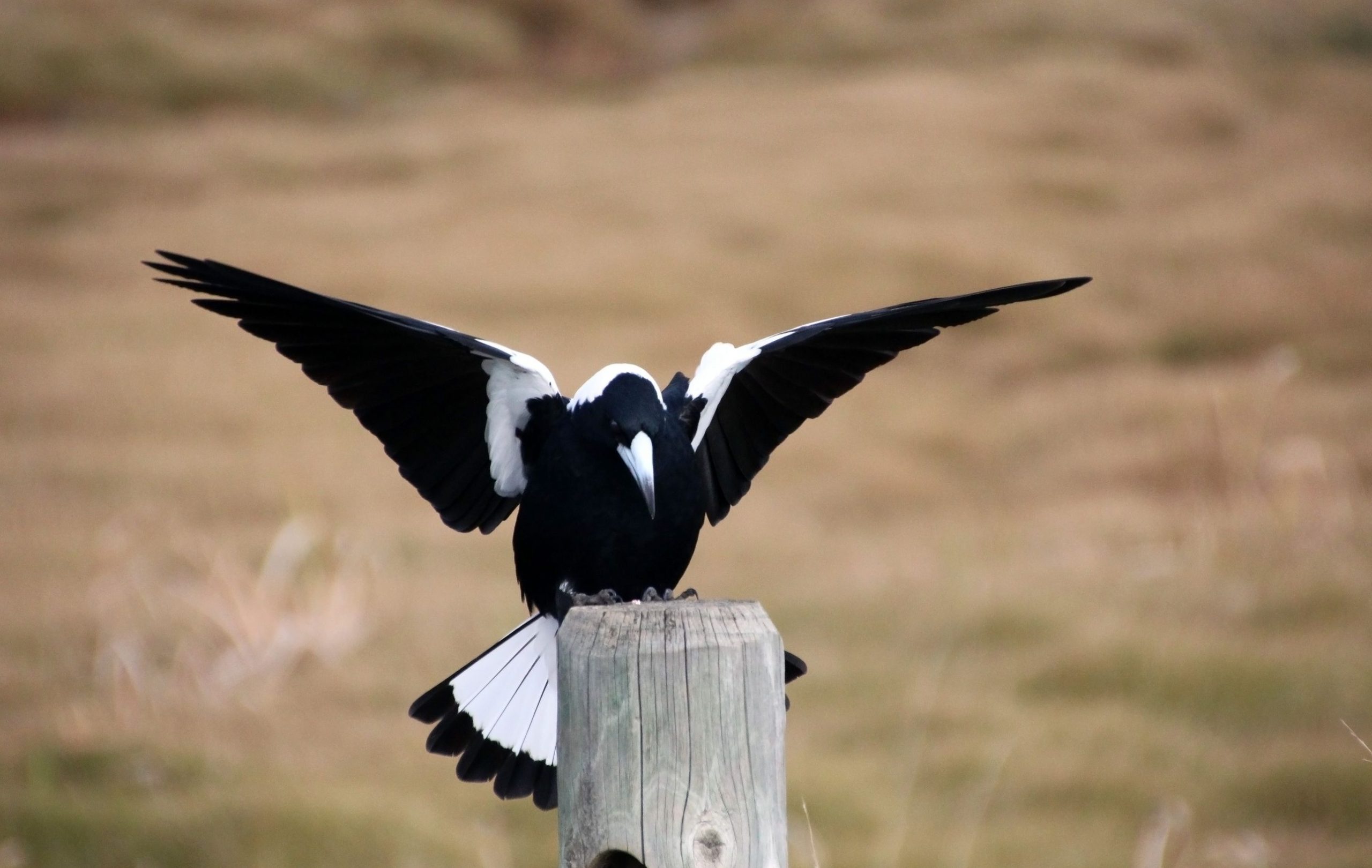 magpie-swooping-season-are-you-ready-australian-environmental-education