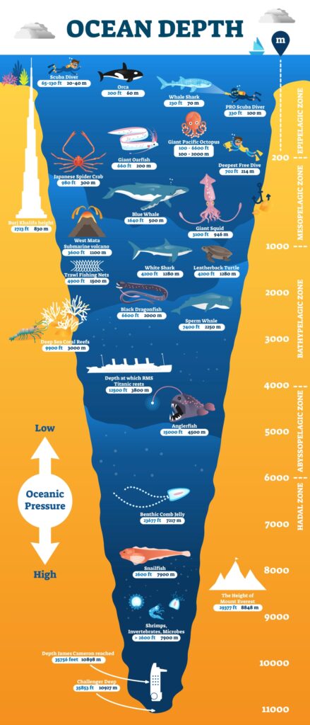 Ocean depth underwater wildlife infographic