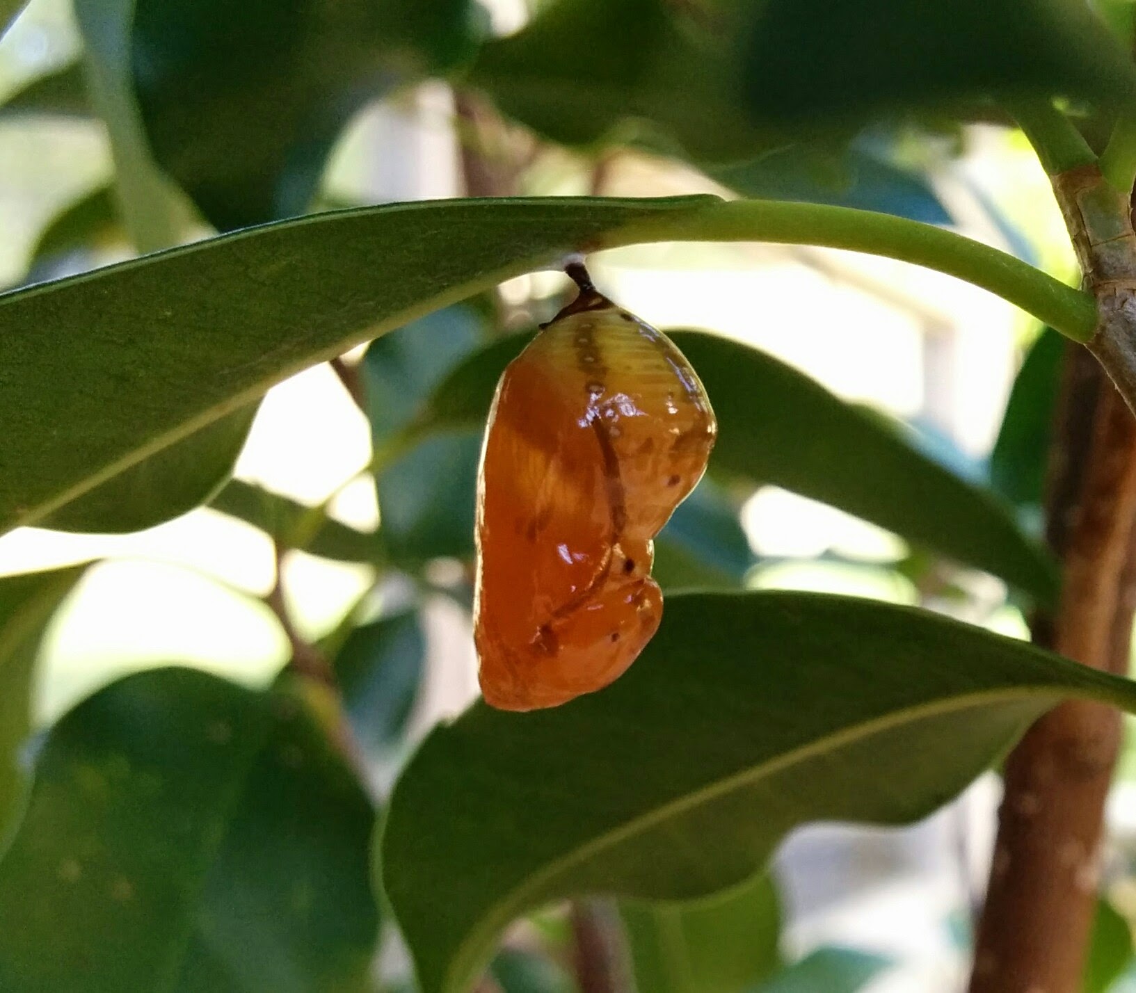 Oleander Butterfly Life Cycle - Australian Environmental Education