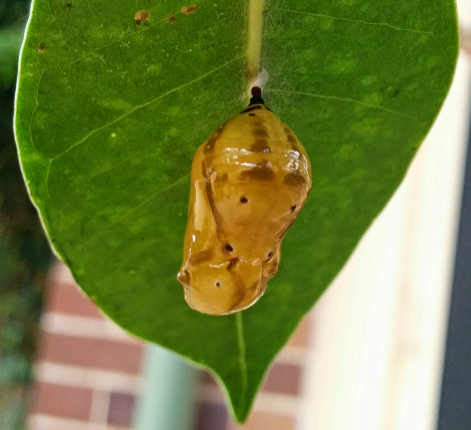 Oleander Butterfly Life Cycle - Australian Environmental Education