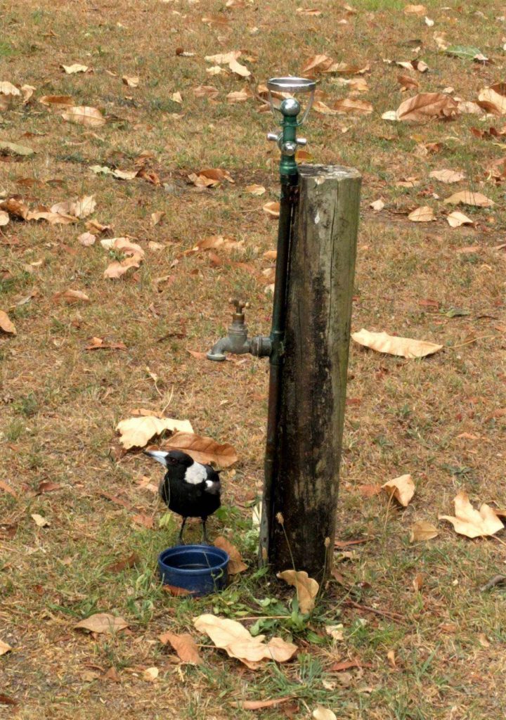 Magpie drinking out of water bowl