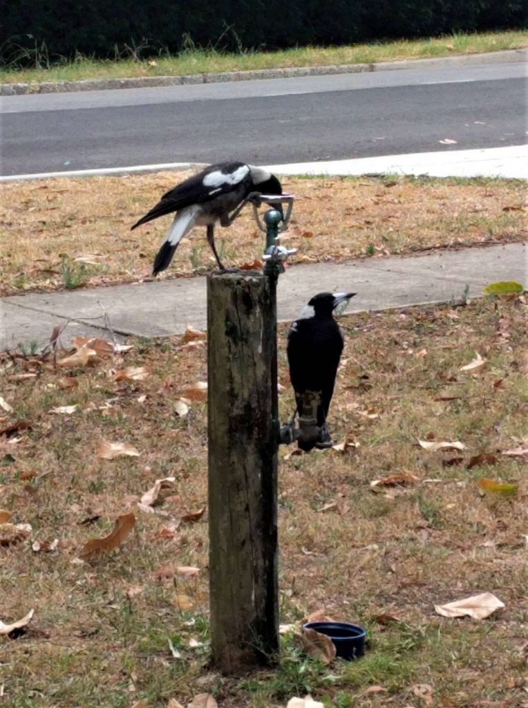 Magpies looking for water out of a bubbler