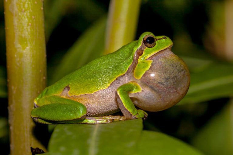 Focus on Frogs: discover the frogs that live in your backyard