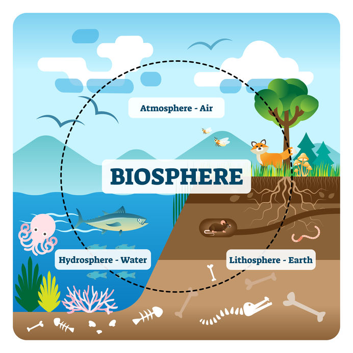Land biosphere