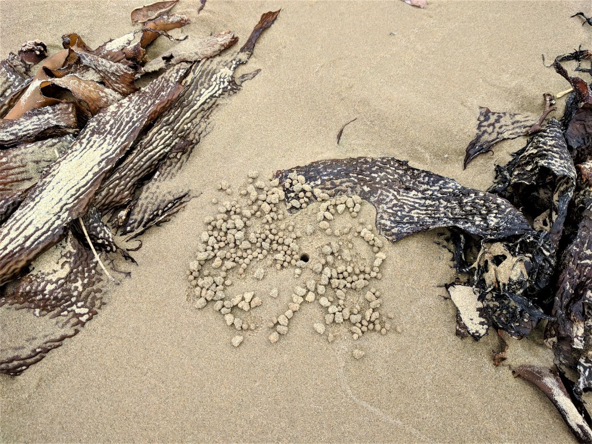 Beachcombing Is A Great Way To Explore Our Shores