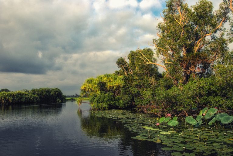 What are Wetlands and why are they important?