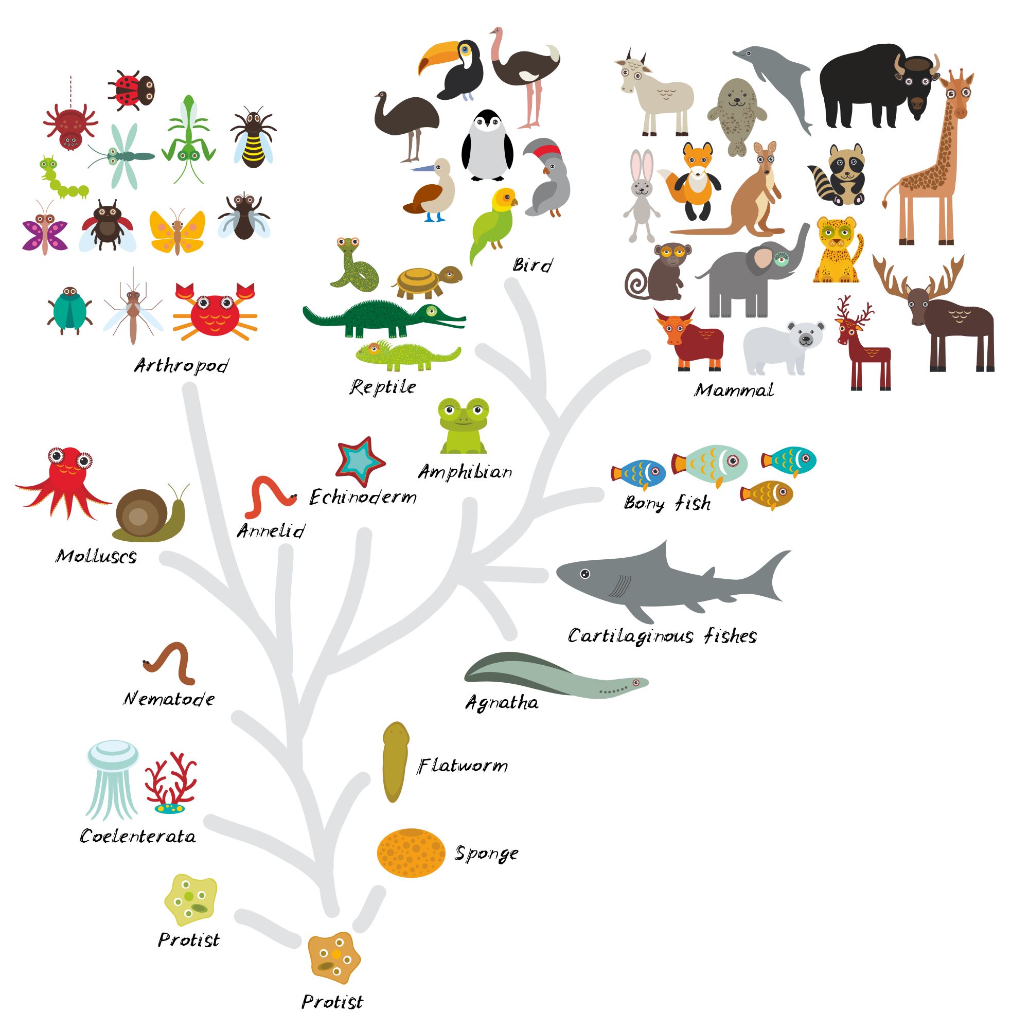Animal Classification Chart Kingdom Phylum Class Order Family Genus Species