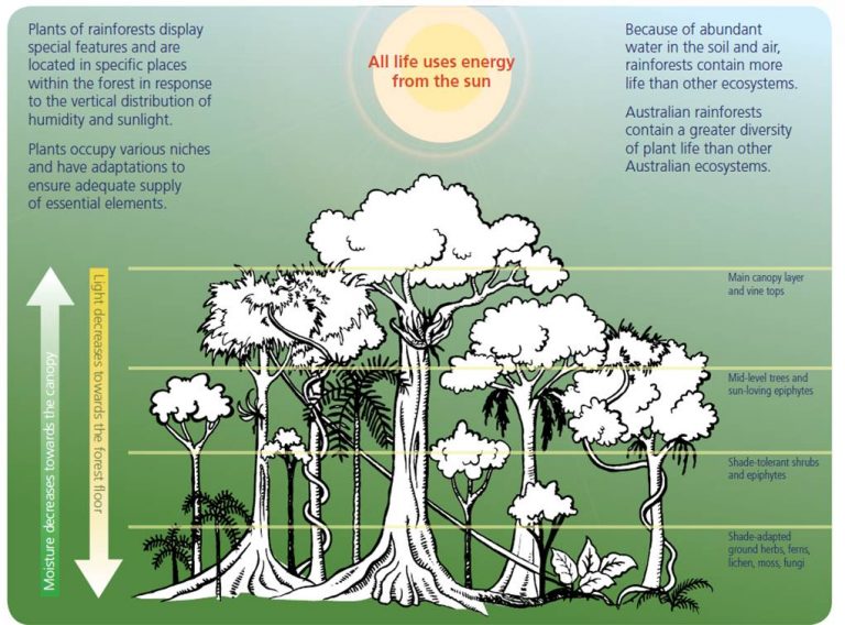 What are Forests? - Australian Environmental Education