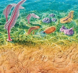 Life in the Ediacaran: 635 to 541 million years ago