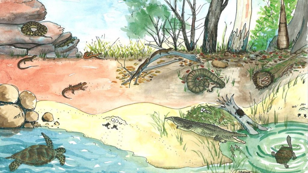 Colouring in pages - Australian Environmental Education