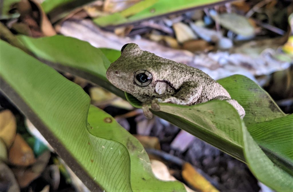 Perons Tree Frog on fern