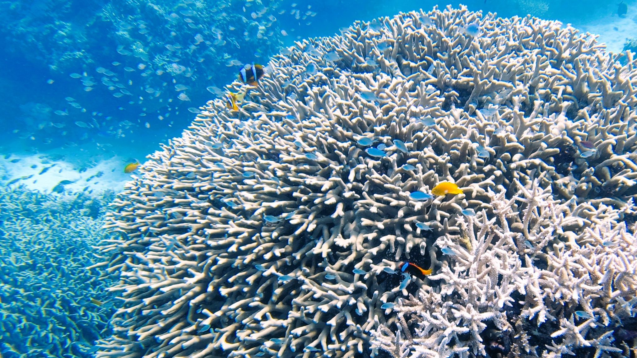 Unveiling the Wonders of the Great Barrier Reef