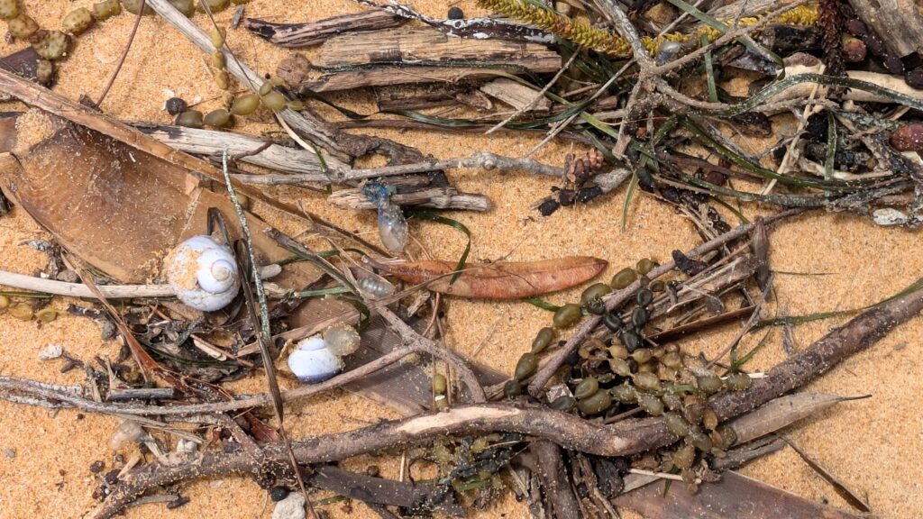 Violet Snails Beachcombing Killcare 2025